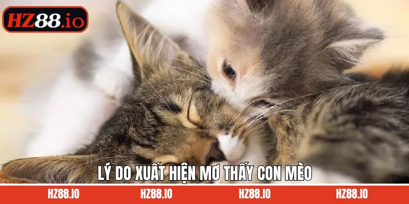 Tìm hiểu về giấc mơ thấy con mèo đánh con gì?