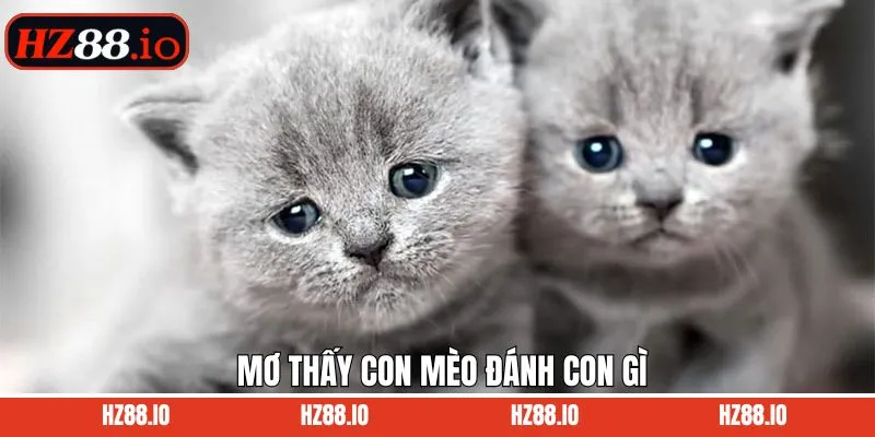 Mơ Thấy Con Mèo Đánh Con Gì - Tổng Hợp Điềm Báo Và Ý Nghĩa