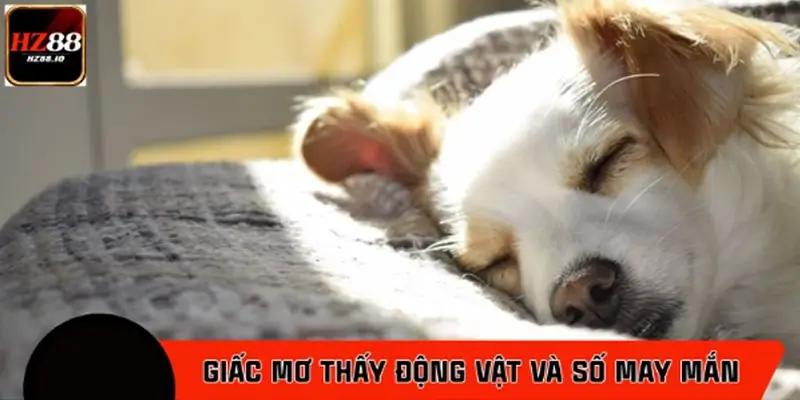 Giấc mơ thấy động vật và con số may mắn Giấc mơ thấy động vật và con số may mắn