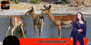 Mơ Thấy Động Vật – Gợi Ý Con Số Ăn Lớn Cho Lô Thủ Tại HZ88