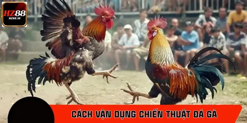 Cách vận dụng chiến thuật đá gà theo từng đối tượng