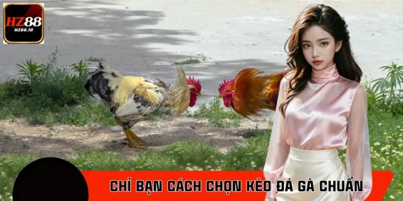 Chỉ bạn cách chọn kèo đá gà chuẩn cao thủ lâu năm