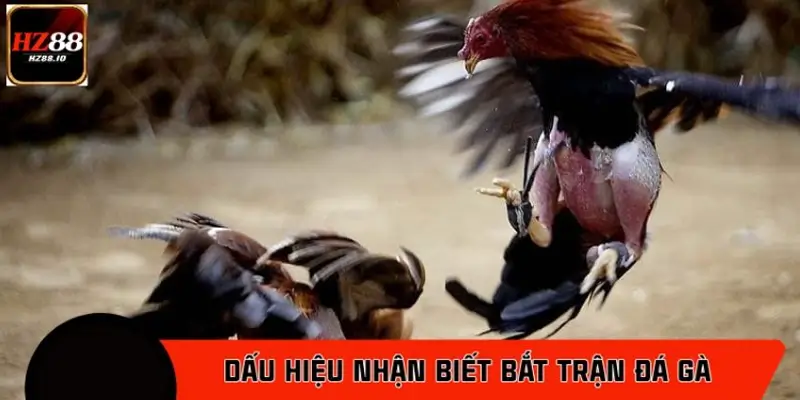 Dấu hiệu nhận biết thời điểm bắt trận đá gà phù hợp