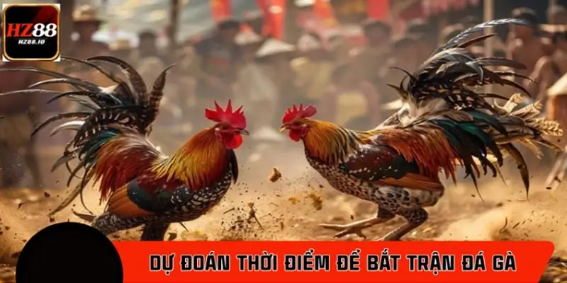 Dự đoán thời điểm vàng để bắt trận đá gà chuẩn xác