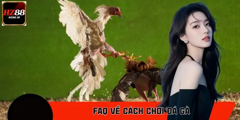 FAQ về cách chơi đá gà