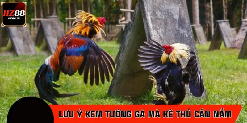 Lưu ý khi xem tướng gà mà kê thủ cần nắm