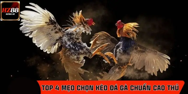 Top 4 mẹo chọn kèo đá gà chuẩn cao thủ