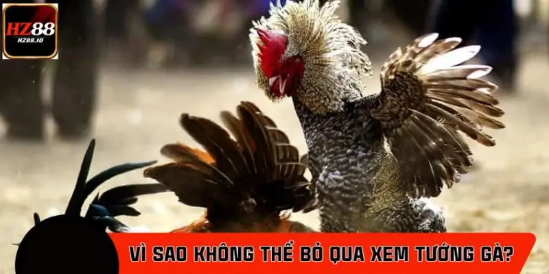 Vì sao sư kê không thể bỏ qua bước xem tướng gà?